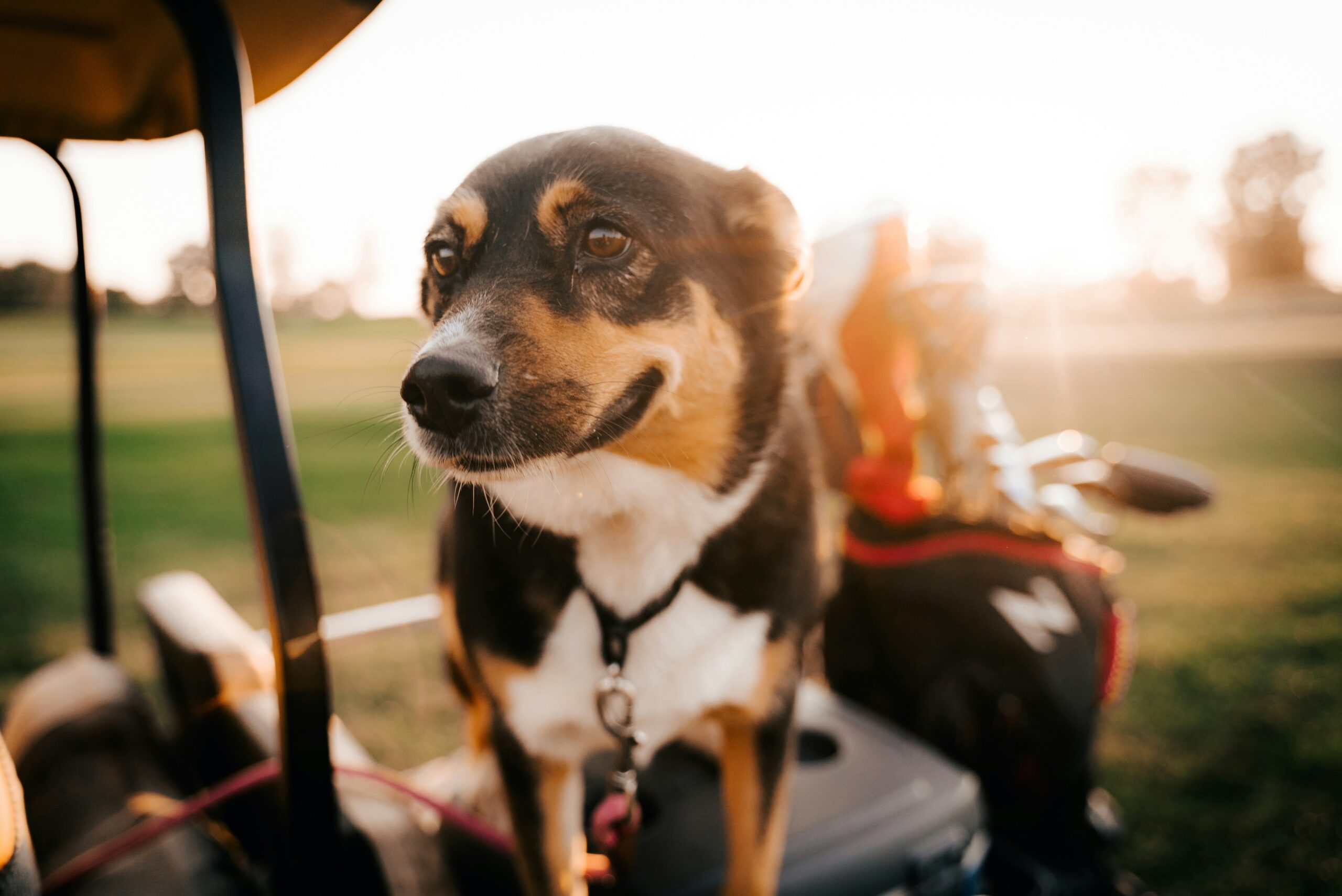 A dog sitting in the back of a motorcycle