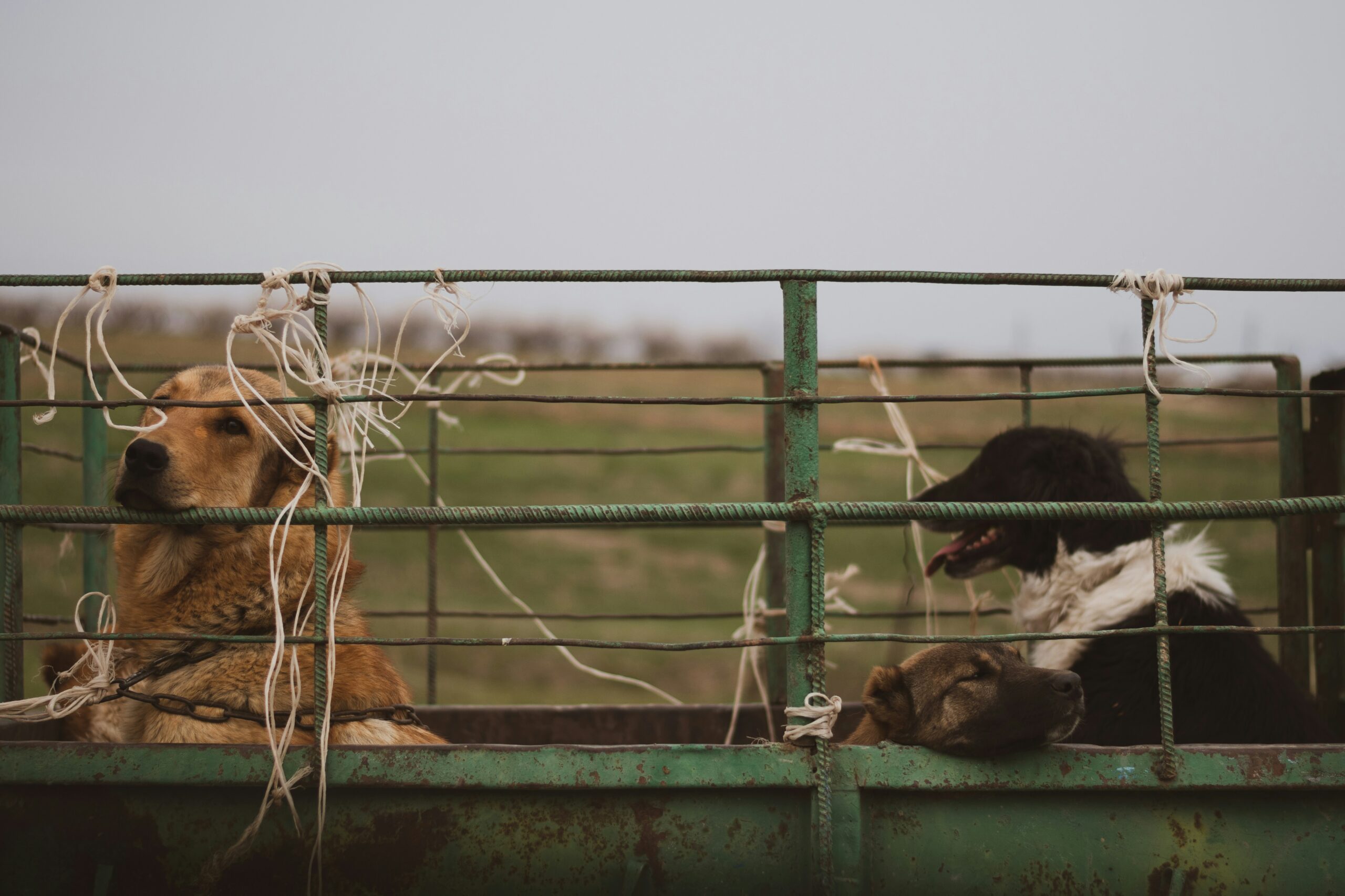 a couple of dogs that are inside of a fence